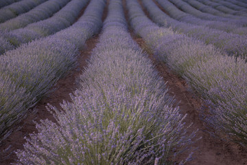 Close up of lavender field.