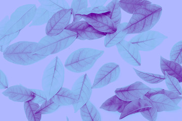 Fototapeta na wymiar Beautiful abstract texture color white pink and purple leaves isolated on the white background and wallpaper