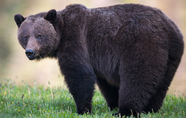 Fototapeta premium Grizzly bear in the wild