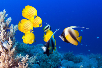 Fototapeta na wymiar nderwater scene. Coral reef, colorful fish groups and sunny sky shining through clean sea water. 