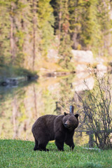Grizzly bear in the wild