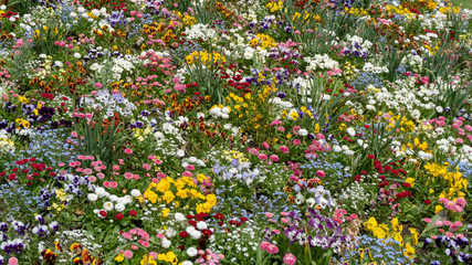 Farbenfrohe Blumenwiese in der Blüte © Simon