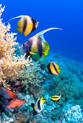 nderwater scene. Coral reef, colorful fish groups and sunny sky shining through clean sea water. 