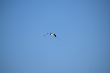 Möwe an der Ostsee