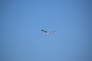 Möwe an der Ostsee