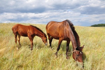 horses grazing in field