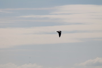 oiseau volant dans le ciel