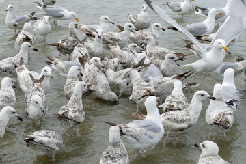 Excited group of great black-backed seagulls building a circle around its prey; North Sea, Flanders, Belgium, Europe