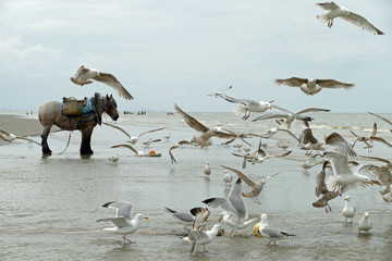 Cold blooded horse standing on the beach of the Belgian coast while a hord of great black-backed...