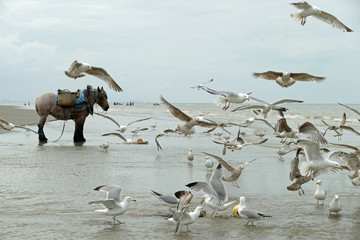 Cold blooded horse standing on the beach of the Belgian coast while a hord of great black-backed seagulls are flying over the beach and the water