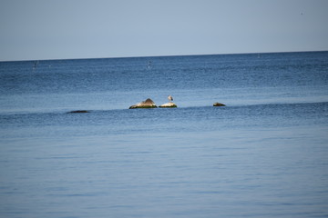 M&ouml;we an der Ostsee