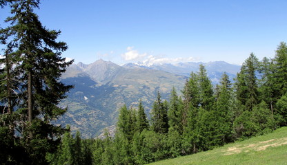 Paysage verdoyant des Alpes en &eacute;t&eacute;. P&acirc;turage et for&ecirc;t de sapins au premier plan.
