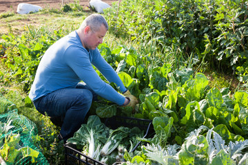 Male gardener picking mangold while gardening in outdoor garden