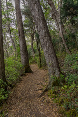 Fototapeta premium Scene view of path in the forest during autumn season in Los Alerces National Park, Patagonia, Argentina