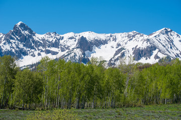 Landscape of aspen trees and snow-covered mountains at the Dallas Divide in Colorado