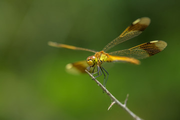 Allphotokz Dragonfly 20070615 0398 5D
