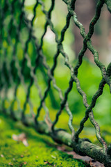 Vintage fence covered by moss