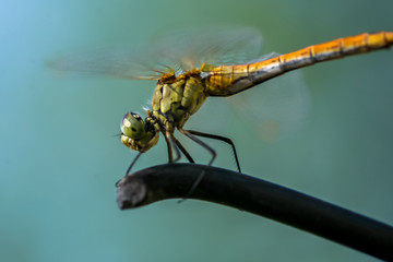 Allphotokz Dragonfly 20080802 2730 5D