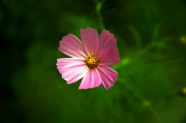 purple flower