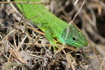 Lézard vert