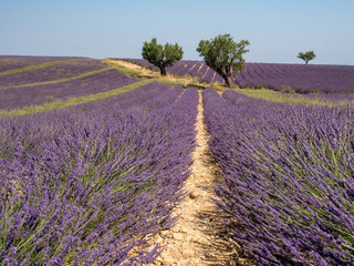 Fototapeta na wymiar France, july 2019: Lavender field summer sunset landscape near Valensole.Provence,France