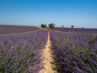 France, july 2019: Lavender field summer sunset landscape near Valensole.Provence,France