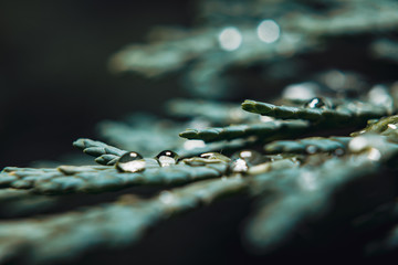 water drops on coniferous branch, green colors, macro picture
