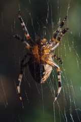 Macro picture of spider on a cobweb