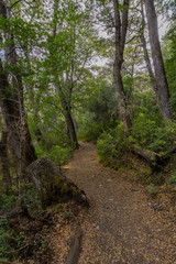 Scene view of path in the forest during autumn season in Los Alerces National Park, Patagonia, Argentina