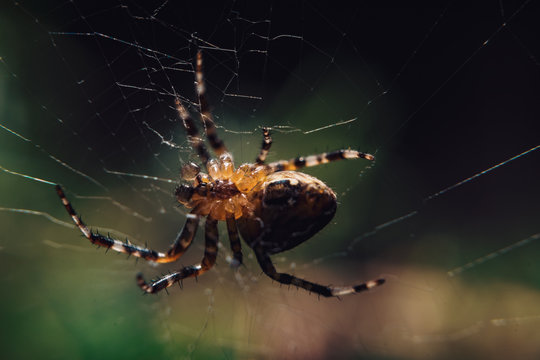 Macro picture of spider on a cobweb
