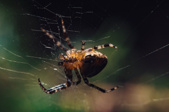 Macro picture of spider on a cobweb