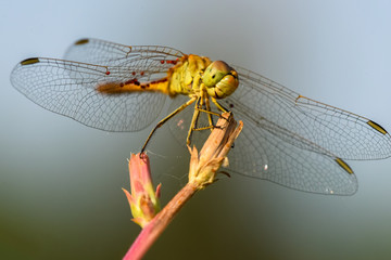 Allphotokz Dragonfly 20190723 0800 D810
