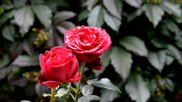 A flower of a fresh charming red rose on a background of green leaves. A red rose is covered with dew. Red Rose.