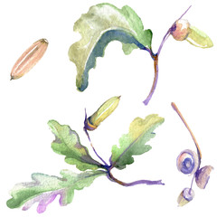 Forest acorn green leaf and nut. Watercolor background illustration set. Isolated oak illustration element.