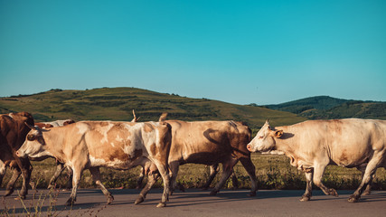 Cows in the middle of a field