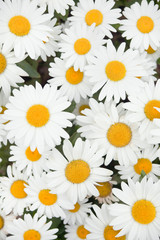 Marguerites in a garden in summer, filling the frame