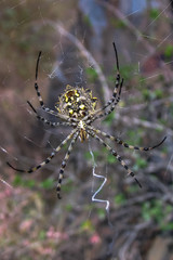Allphotokz Spider 20050829 3948 Canon