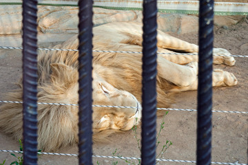 A lion sleeps in a zoo cage.