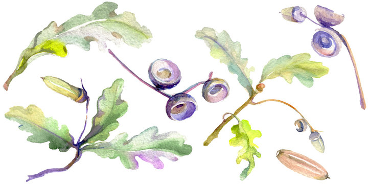 Forest acorn green leaf and nut. Watercolor background illustration set. Isolated oak illustration element.