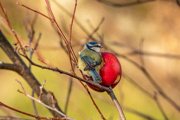 Blue Tit Bird on a Red Apple