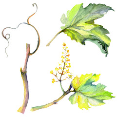 Branch of green vine leaves. Watercolor background illustration set. Isolated grape illustration element.