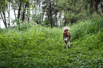 Husky siberiano caminando en el bosque	