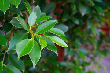 Ornamental shrub, low in appearance, used to decorate the garden for beauty