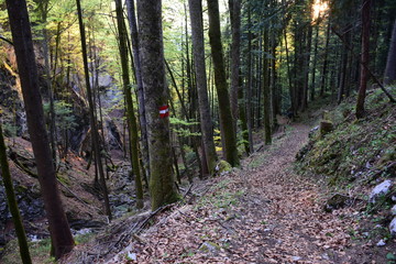 Waldwanderweg Abendstimmung