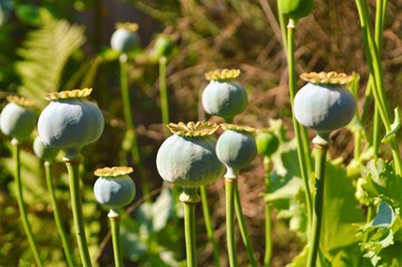 Opium Poppy seedheads