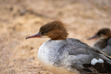 Goosander parent and chick on beach on sunny day