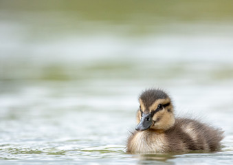 duckling