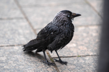 Crow at Lappeenranta harbour view if it's possible to get food stolen from people eating next to restaurants