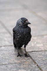 Crow at Lappeenranta harbour view if it's possible to get food stolen from people eating next to restaurants