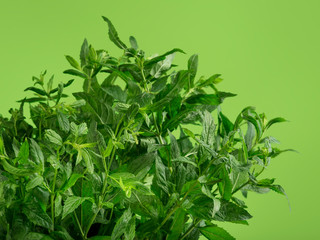 Close-up shot of a fresh spearmint on lime background.